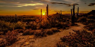 Desert Wonder brown and green grass