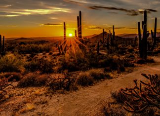 Desert Wonder brown and green grass