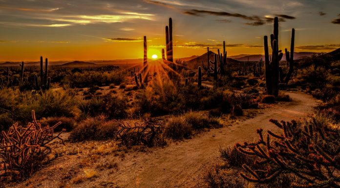 Desert Wonder brown and green grass