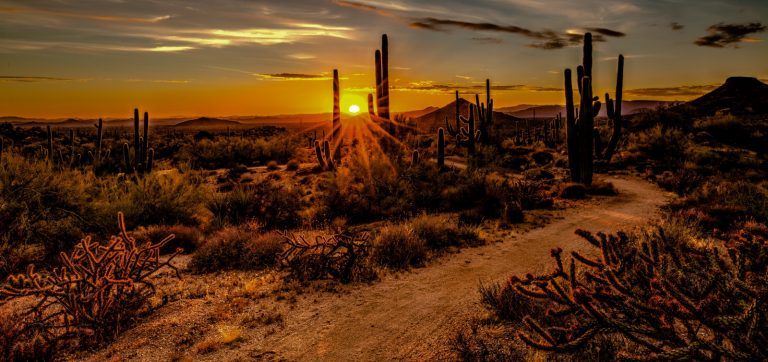 Desert Wonder