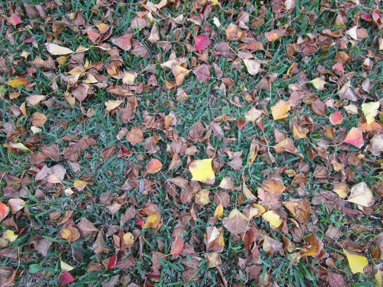 autumn