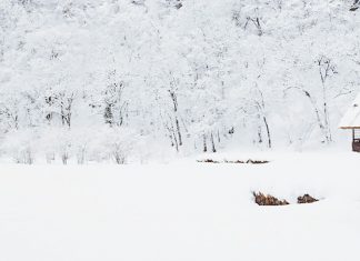Cabin Fever snow-covered tree lot during daytime