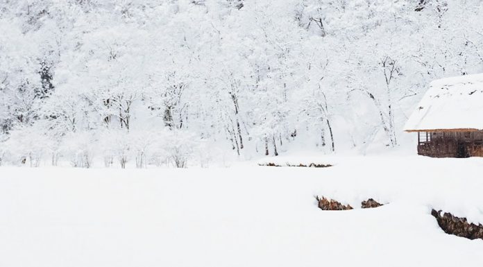 Cabin Fever snow-covered tree lot during daytime