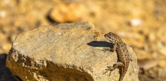 Pilot Knob Breakfast