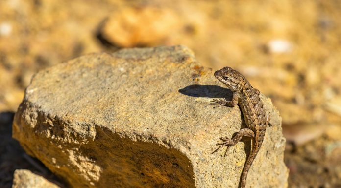 Pilot Knob Breakfast