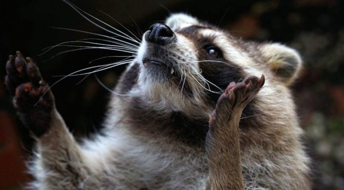 Benny the Bard: A Modern Epic