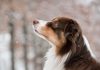 Dog Pees on Moonlit Snow australian shepherd, dog, snow, snowing, pet, animal, domestic dog, canine, mammal, cute, snowfall, winter, forest, nature, outdoors, portrait, australian shepherd, dog, dog, dog, dog, dog