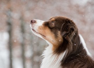 Dog Pees on Moonlit Snow australian shepherd, dog, snow, snowing, pet, animal, domestic dog, canine, mammal, cute, snowfall, winter, forest, nature, outdoors, portrait, australian shepherd, dog, dog, dog, dog, dog