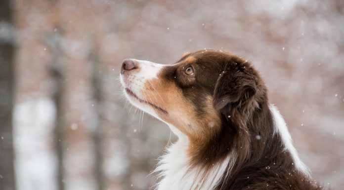 Dog Pees on Moonlit Snow australian shepherd, dog, snow, snowing, pet, animal, domestic dog, canine, mammal, cute, snowfall, winter, forest, nature, outdoors, portrait, australian shepherd, dog, dog, dog, dog, dog