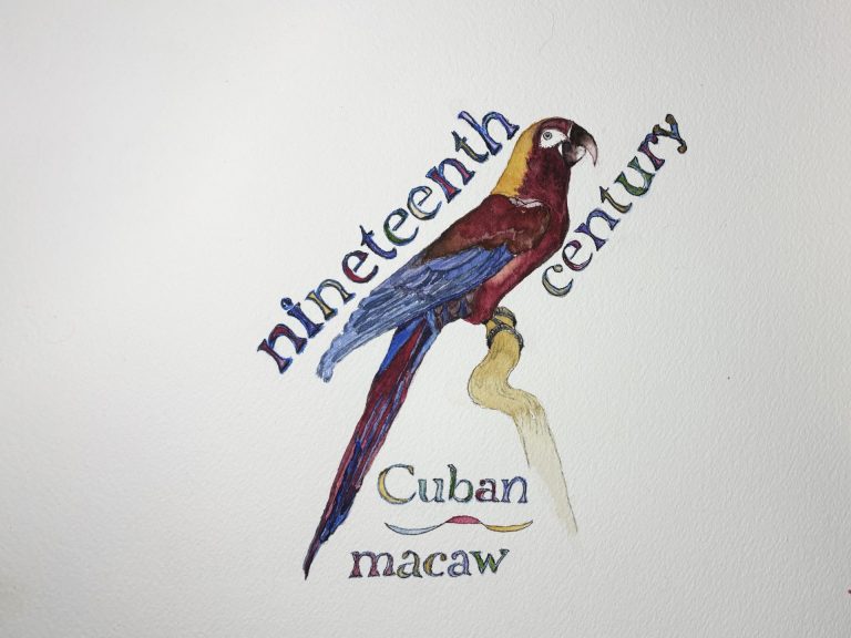#3. Cuban macaw. Watercolor. 5" x 7"