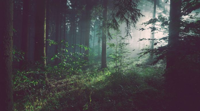 Visions of a Teacher Come to Mind