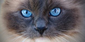 Attitude In Blue — for Carlene