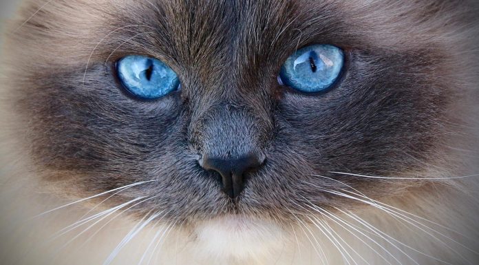 Attitude In Blue — for Carlene