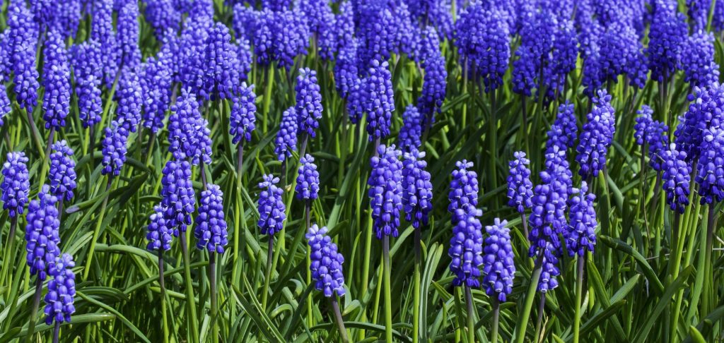 Gallery of Vancouver Wildflowers Photography by Rod Raglin