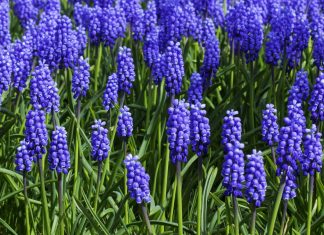 Gallery of Vancouver Wildflowers Photography by Rod Raglin