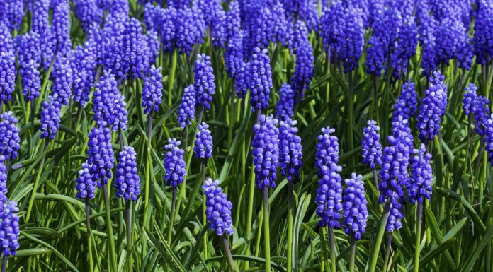 Gallery of Vancouver Wildflowers Photography by Rod Raglin