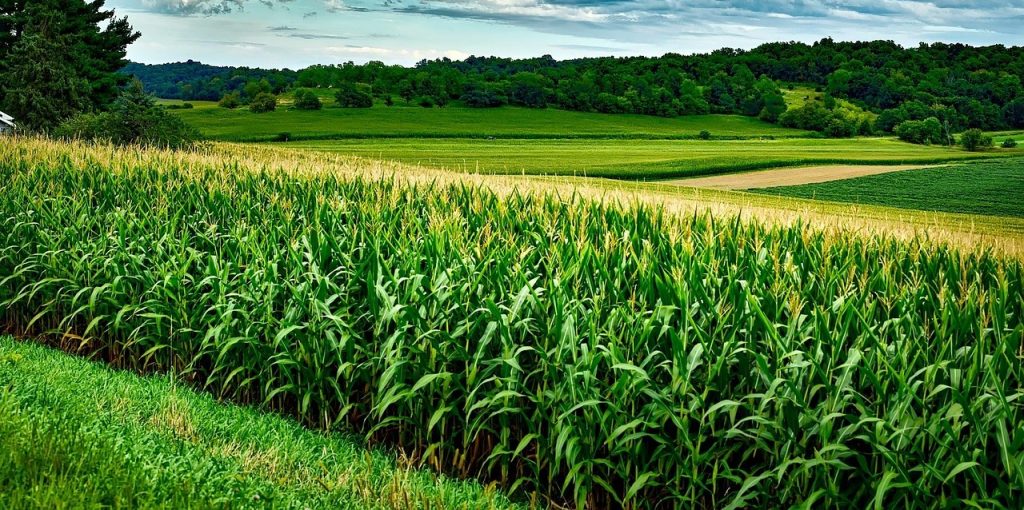 “best corn in the county!”