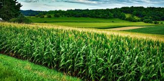 “best corn in the county!”