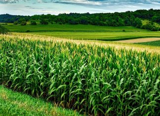 “best corn in the county!”