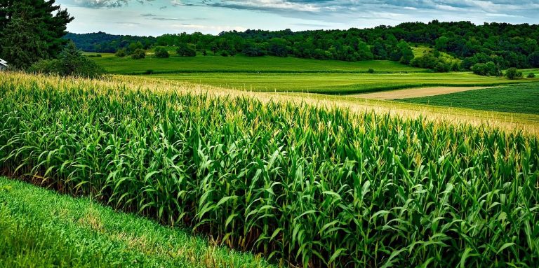“best corn in the county!”