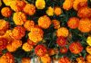 Marigolds