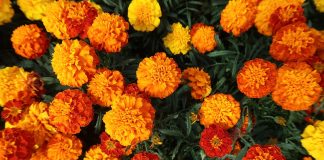Marigolds
