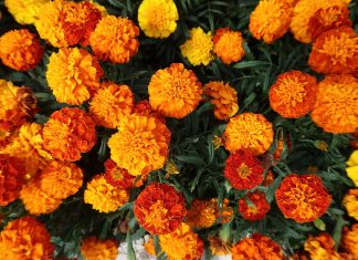 Marigolds