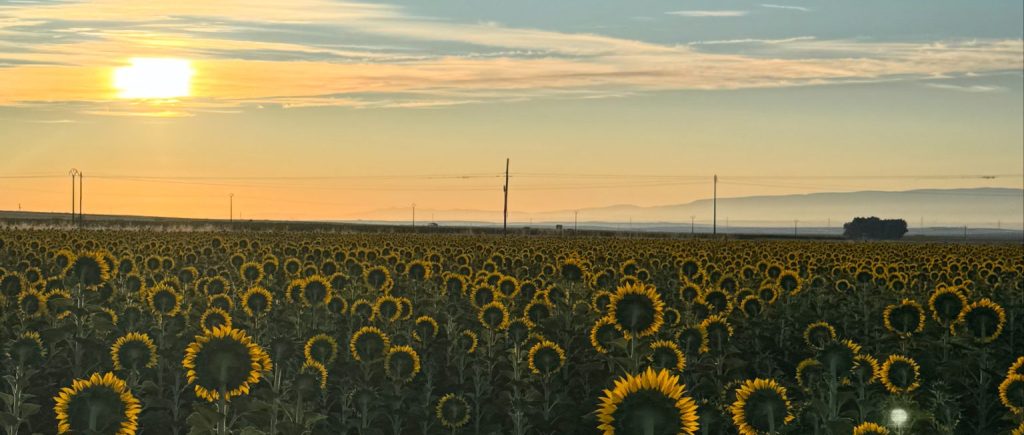Girasoles