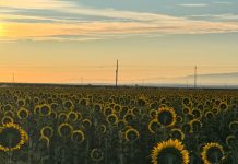 Girasoles