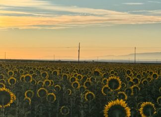 Girasoles
