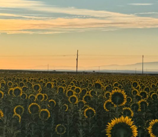 Girasoles