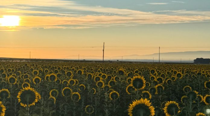 Girasoles