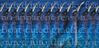 Gallery of Four Photographs by Stephen B White