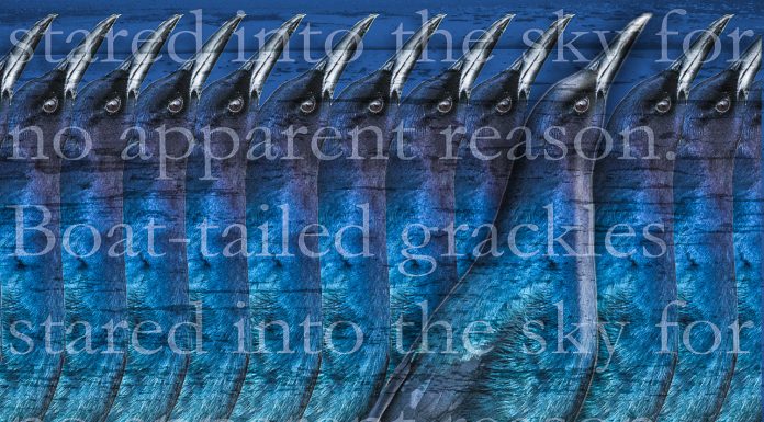 Gallery of Four Photographs by Stephen B White