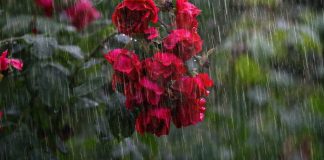 The Language Of Rain