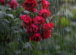 The Language Of Rain