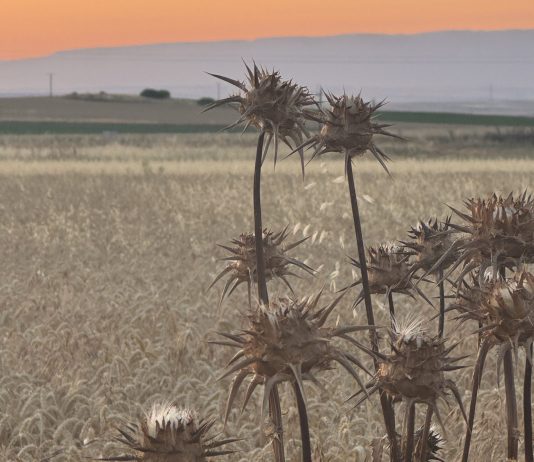 Thistles