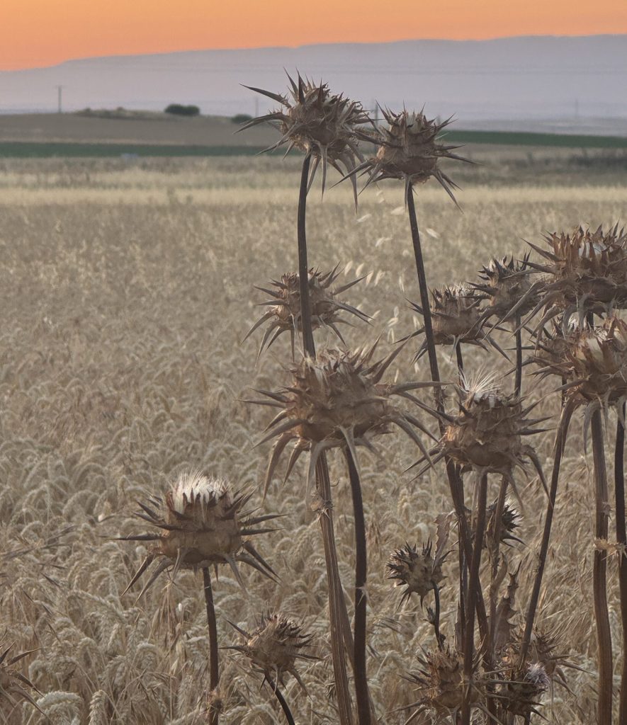 Thistles