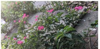 Listening to Foliage, 72. Mirabilis