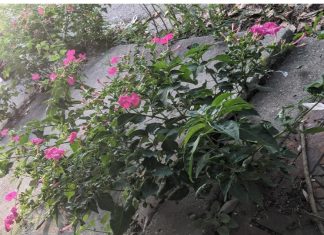 Listening to Foliage, 72. Mirabilis