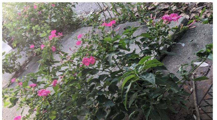 Listening to Foliage, 72. Mirabilis