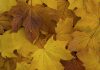 Awesome Autumn: Gallery of Ten Photographs of Vancouver’s Street Trees