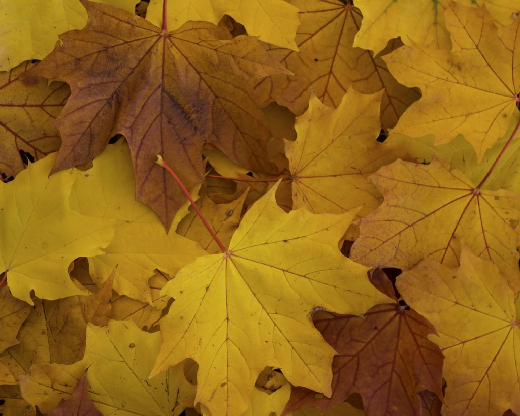 Awesome Autumn: Gallery of Ten Photographs of Vancouver’s Street Trees