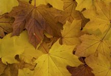 Awesome Autumn: Gallery of Ten Photographs of Vancouver’s Street Trees