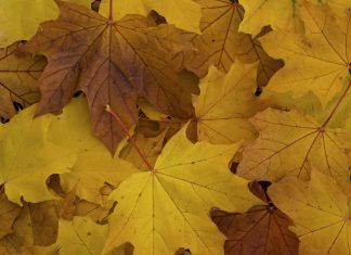 Awesome Autumn: Gallery of Ten Photographs of Vancouver’s Street Trees