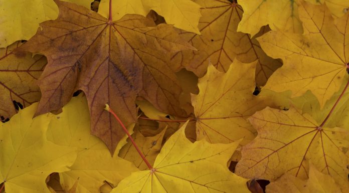 Awesome Autumn: Gallery of Ten Photographs of Vancouver’s Street Trees