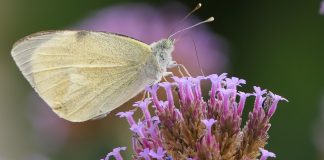 home is a flower farm