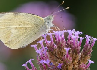 home is a flower farm