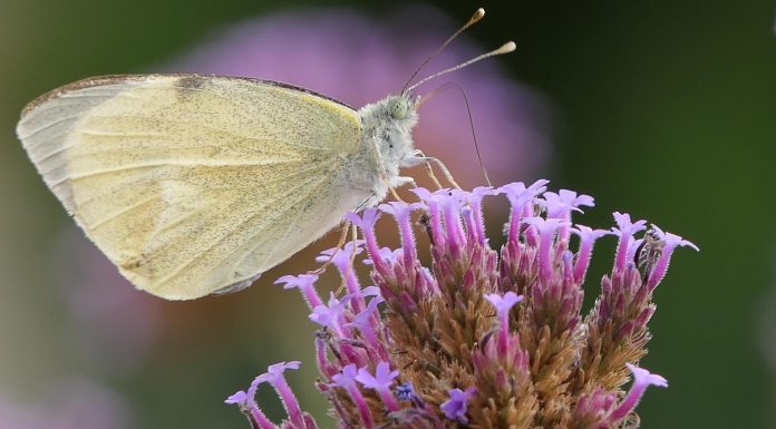 home is a flower farm