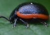 Toad Flax Leaf Beetle: The Life